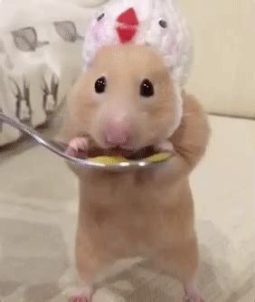 cute hamster gif